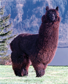 Alpaca Magazine